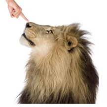 Elszr az OS X Lion jelenik meg, majd ezutn a friss hardverek